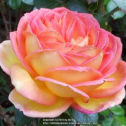 Location: In my Northern California garden
Date: 2014-04-23