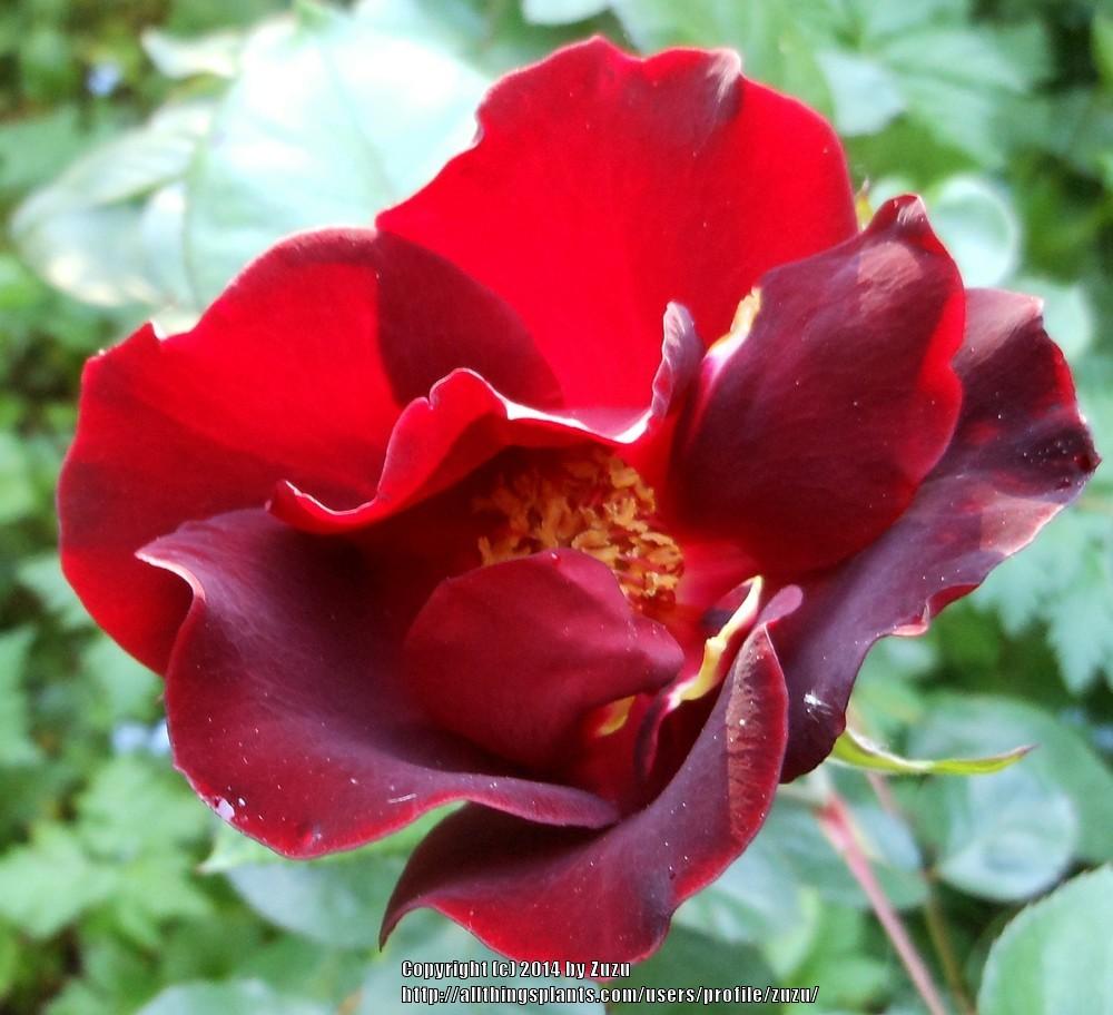 Photo of Rose (Rosa 'Dusky Maiden') uploaded by zuzu