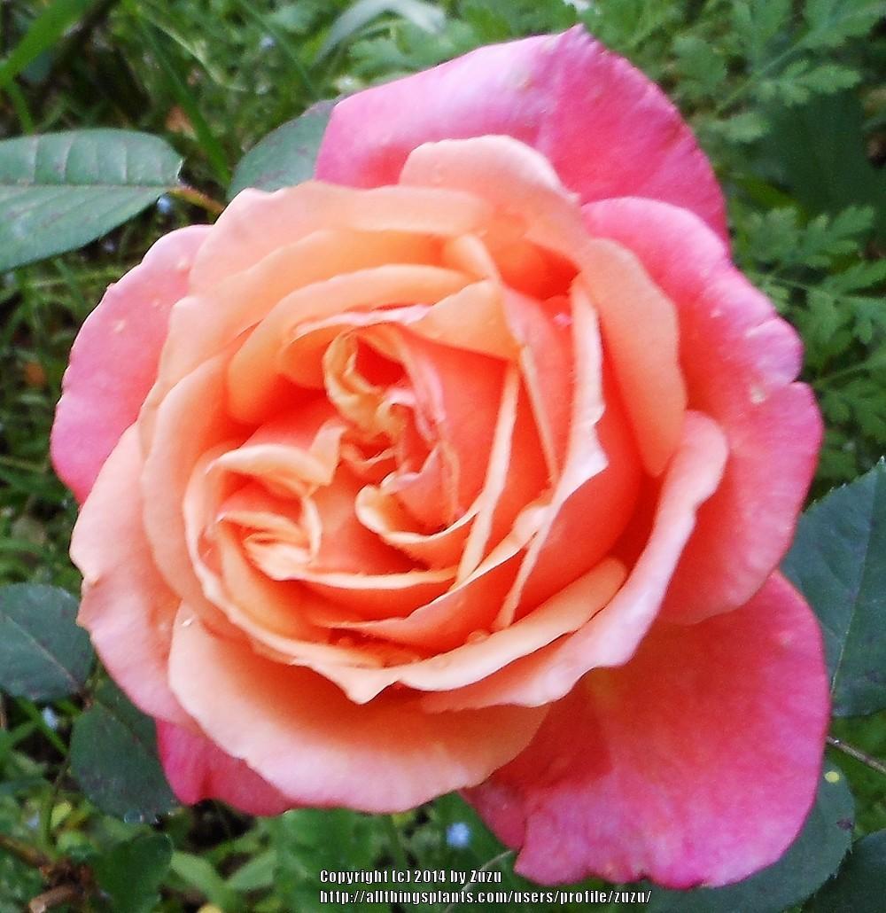 Photo of Rose (Rosa 'Jessika') uploaded by zuzu