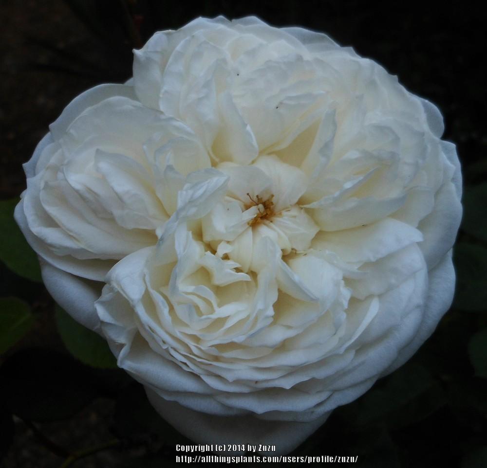 Photo of Rose (Rosa 'Fair Bianca') uploaded by zuzu