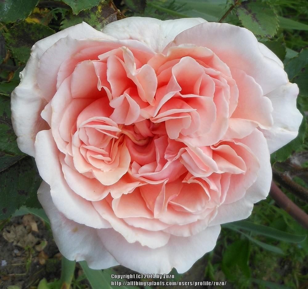 Photo of Rose (Rosa 'Nellie E. Hillock') uploaded by zuzu