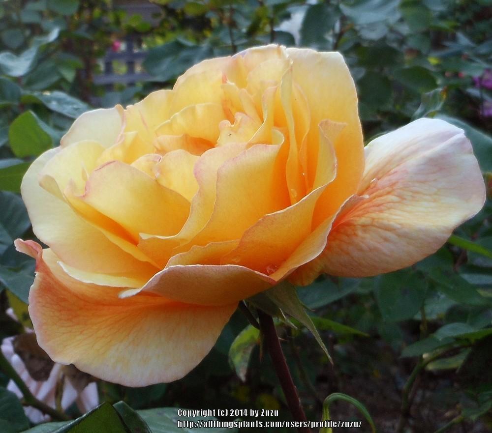 Photo of Rose (Rosa 'Patchwork') uploaded by zuzu