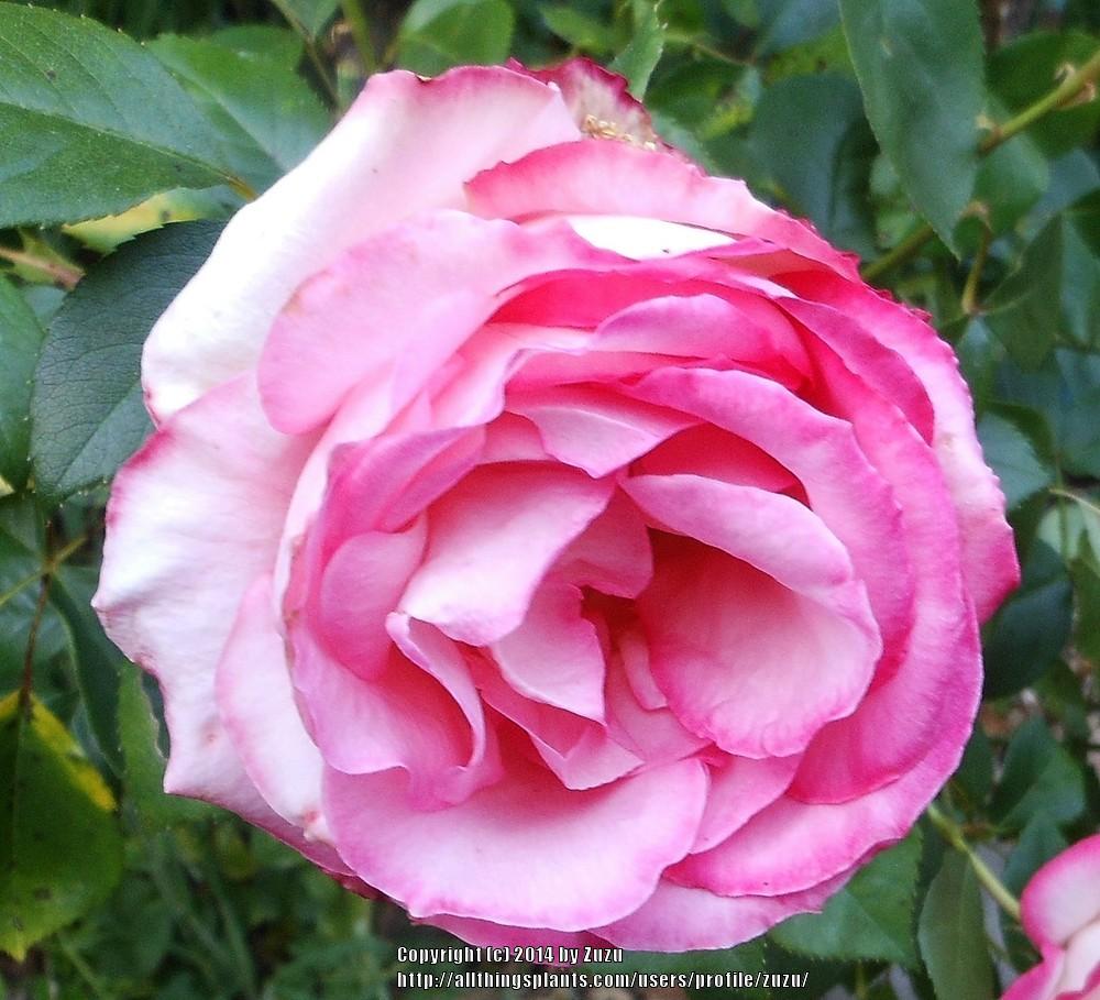 Photo of Rose (Rosa 'Fergus Games') uploaded by zuzu