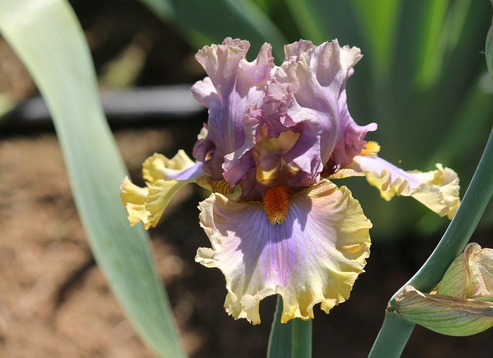 Photo of Tall Bearded Iris (Iris 'Karibik') uploaded by ARUBA1334