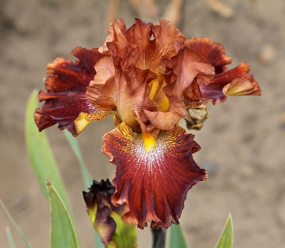 Photo of Tall Bearded Iris (Iris 'Smoking Embers') uploaded by ARUBA1334