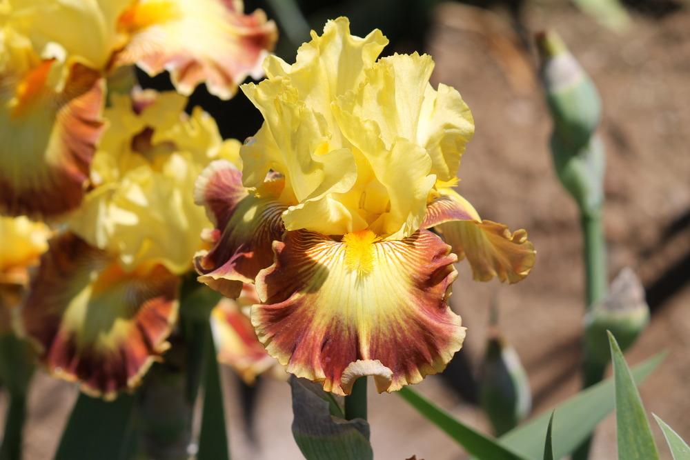 Photo of Tall Bearded Iris (Iris 'Croft's Caress') uploaded by ARUBA1334