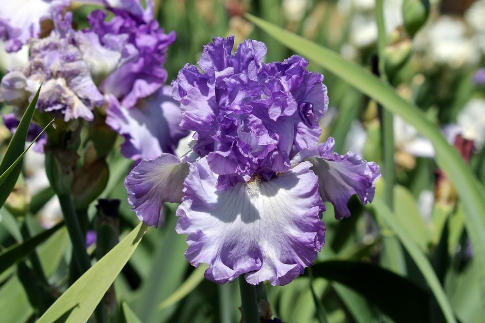 Photo of Tall Bearded Iris (Iris 'Geode') uploaded by ARUBA1334