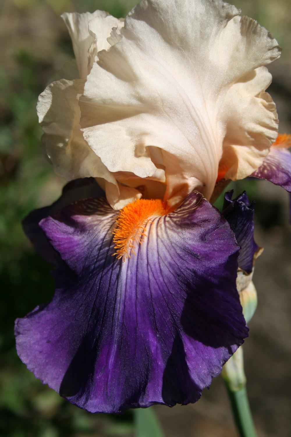 Photo of Tall Bearded Iris (Iris 'Syrian Hills') uploaded by Calif_Sue