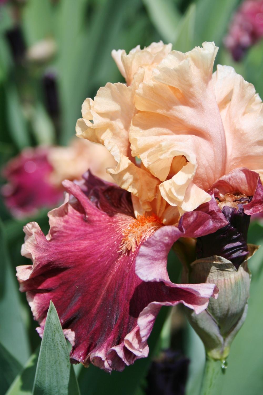 Photo of Tall Bearded Iris (Iris 'Darn Tootin') uploaded by Calif_Sue