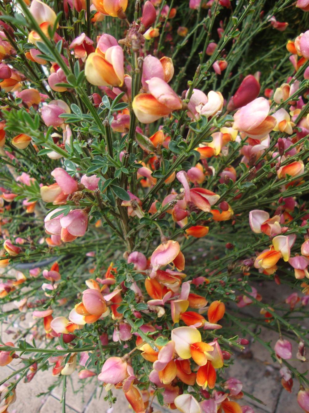 Photo of the bloom of Scotch Broom (Cytisus scoparius 'Burkwoodii