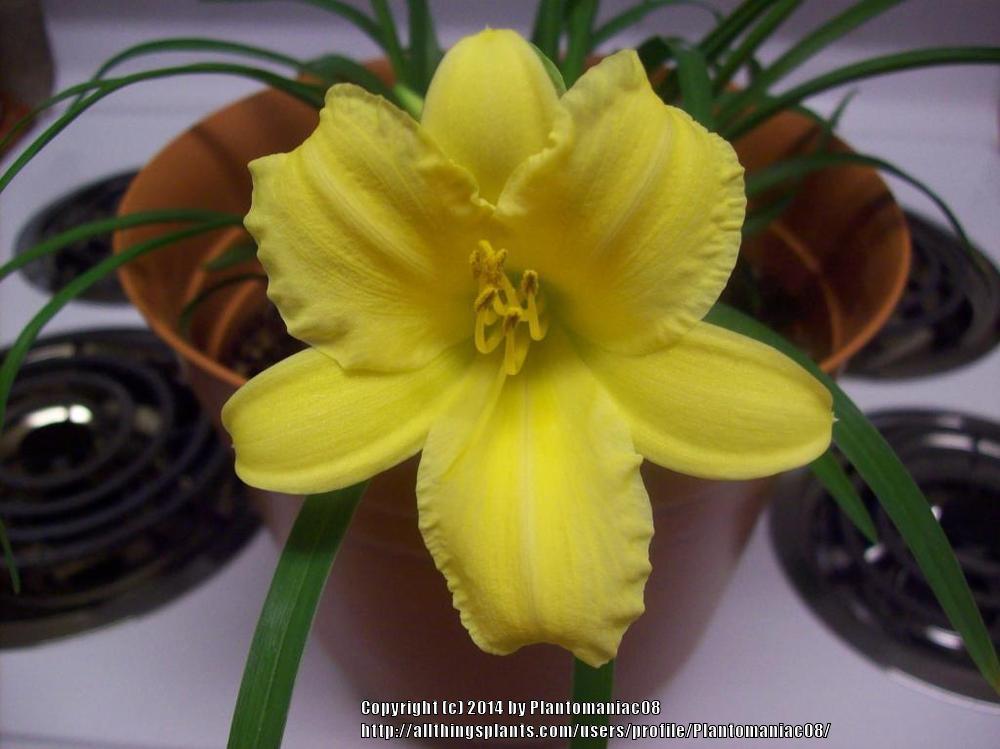 Photo of Daylily (Hemerocallis 'Stella de Oro') uploaded by Plantomaniac08