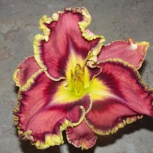 Photo Courtesy of Oak Hill Daylilies. Used with Permission.