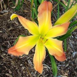 Location: Oak Hills Daylilies, Athens, IL
Photo Courtesy of Oak Hill Daylilies. Used with Permission.