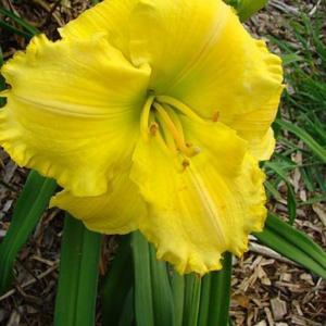 Photo Courtesy of Oak Hill Daylilies. Used with Permission.