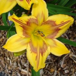 Location: Oak Hills Daylilies, Athens, IL
Photo Courtesy of Oak Hill Daylilies. Used with Permission.