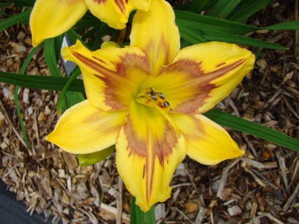 Photo of Daylily (Hemerocallis 'In His Image') uploaded by chalyse