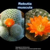 Rebutia muscula blooming in the 90's temp heat up