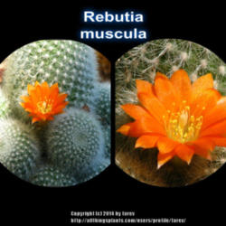 Location: In our garden - San Joaquin County, CA
Date: 30 Apr 2014
Rebutia muscula blooming in the 90's temp heat up