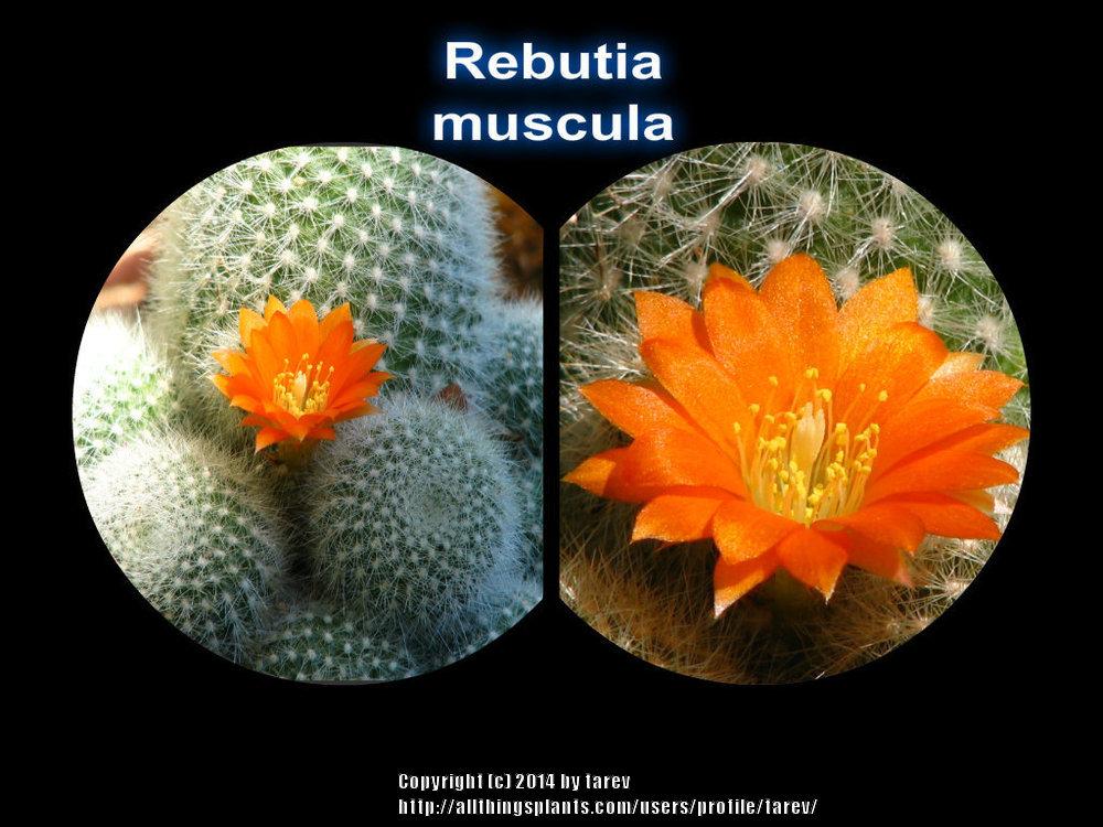 Photo of Flame Crown Cactus (Aylostera deminuta) uploaded by tarev