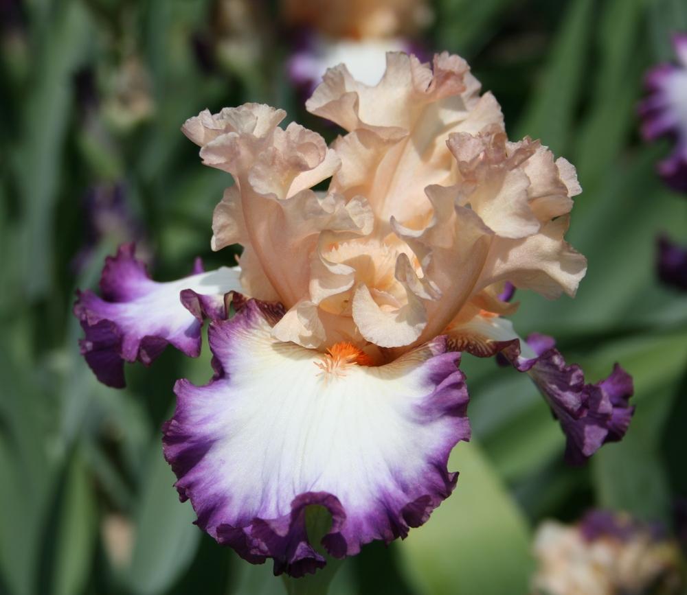 Photo of Tall Bearded Iris (Iris 'Brouhaha') uploaded by Calif_Sue