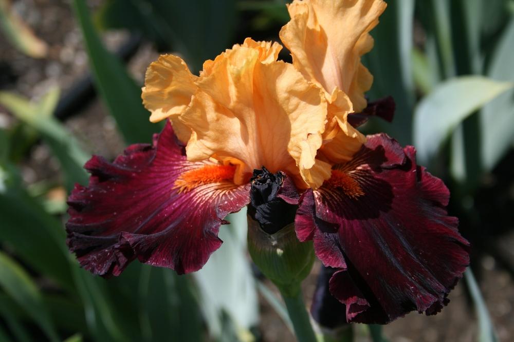 Photo of Tall Bearded Iris (Iris 'Brilliant Disguise') uploaded by Calif_Sue