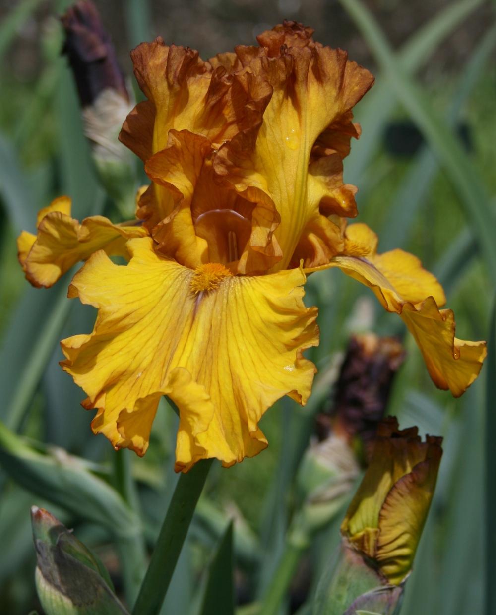 Photo of Tall Bearded Iris (Iris 'Spice Trader') uploaded by Calif_Sue