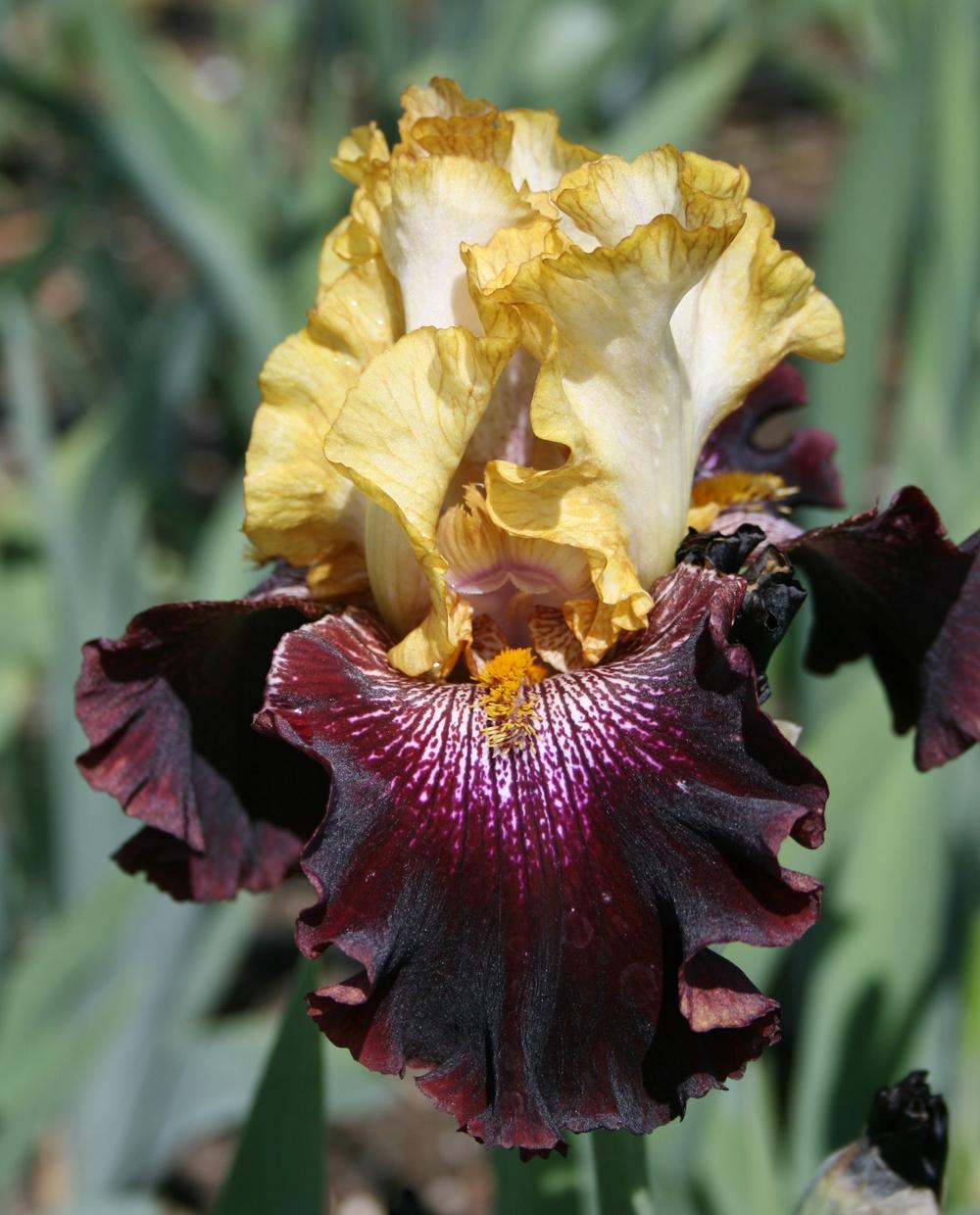 Photo of Tall Bearded Iris (Iris 'Rum and Coke') uploaded by Calif_Sue