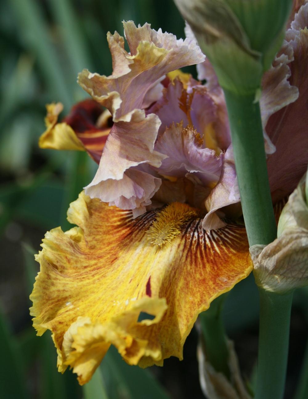 Photo of Tall Bearded Iris (Iris 'Dewuc Whatic') uploaded by Calif_Sue