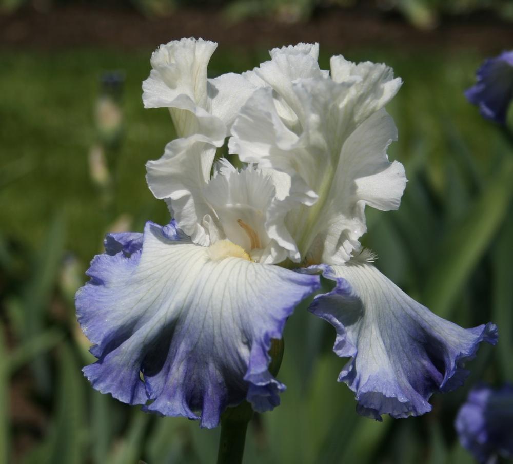 Photo of Tall Bearded Iris (Iris 'Ocean Clouds') uploaded by Calif_Sue