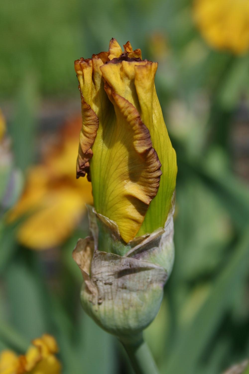 Photo of Tall Bearded Iris (Iris 'Spice Trader') uploaded by Calif_Sue