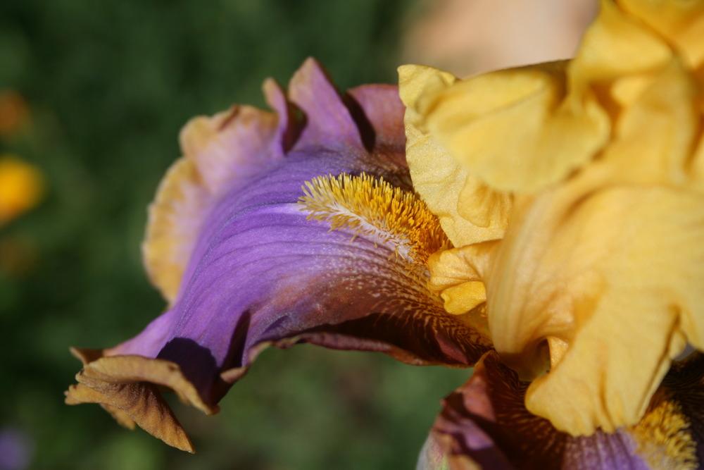 Photo of Tall Bearded Iris (Iris 'Waimea Canyon Sunrise') uploaded by Calif_Sue