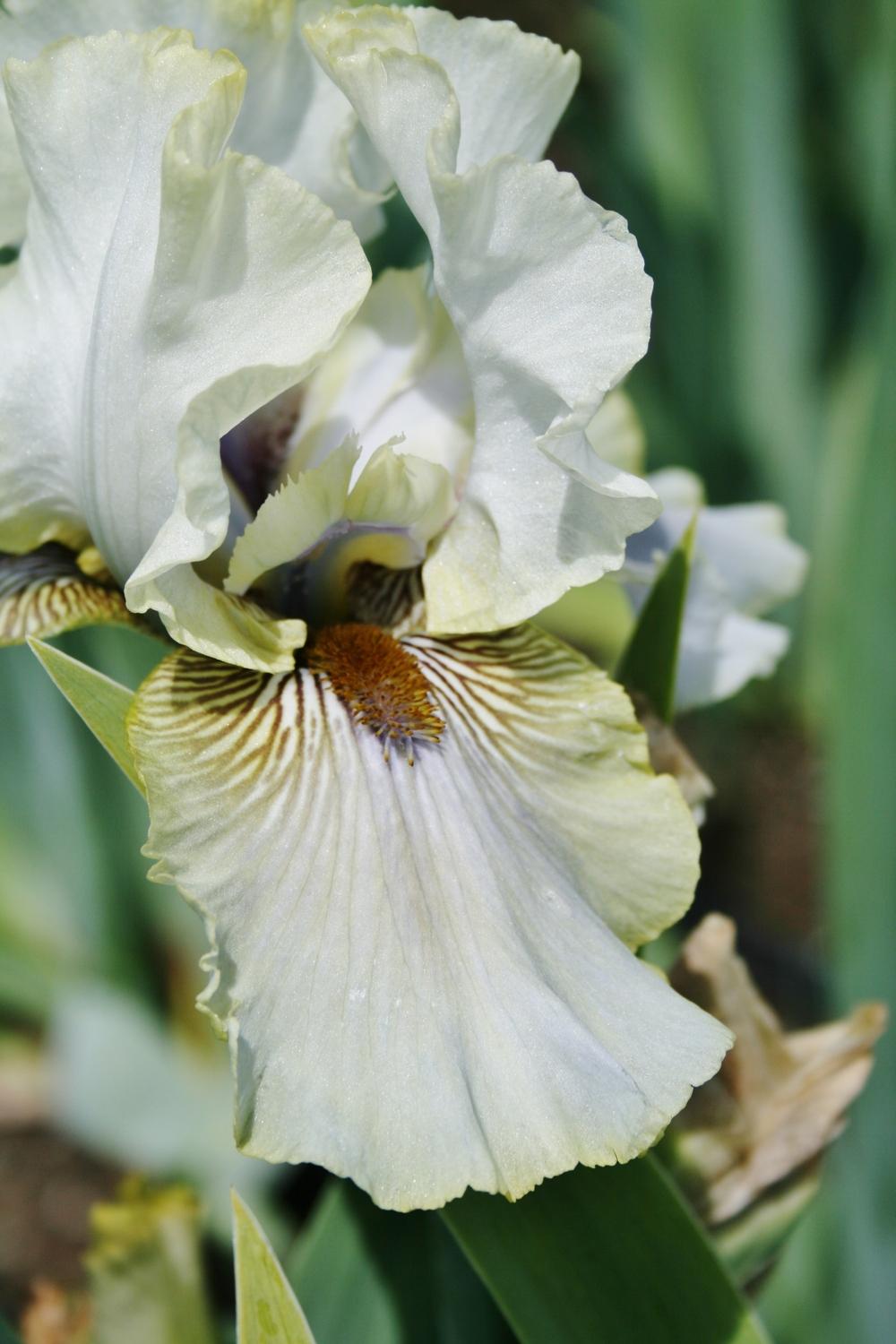 Photo of Tall Bearded Iris (Iris 'Green and Gifted') uploaded by Calif_Sue