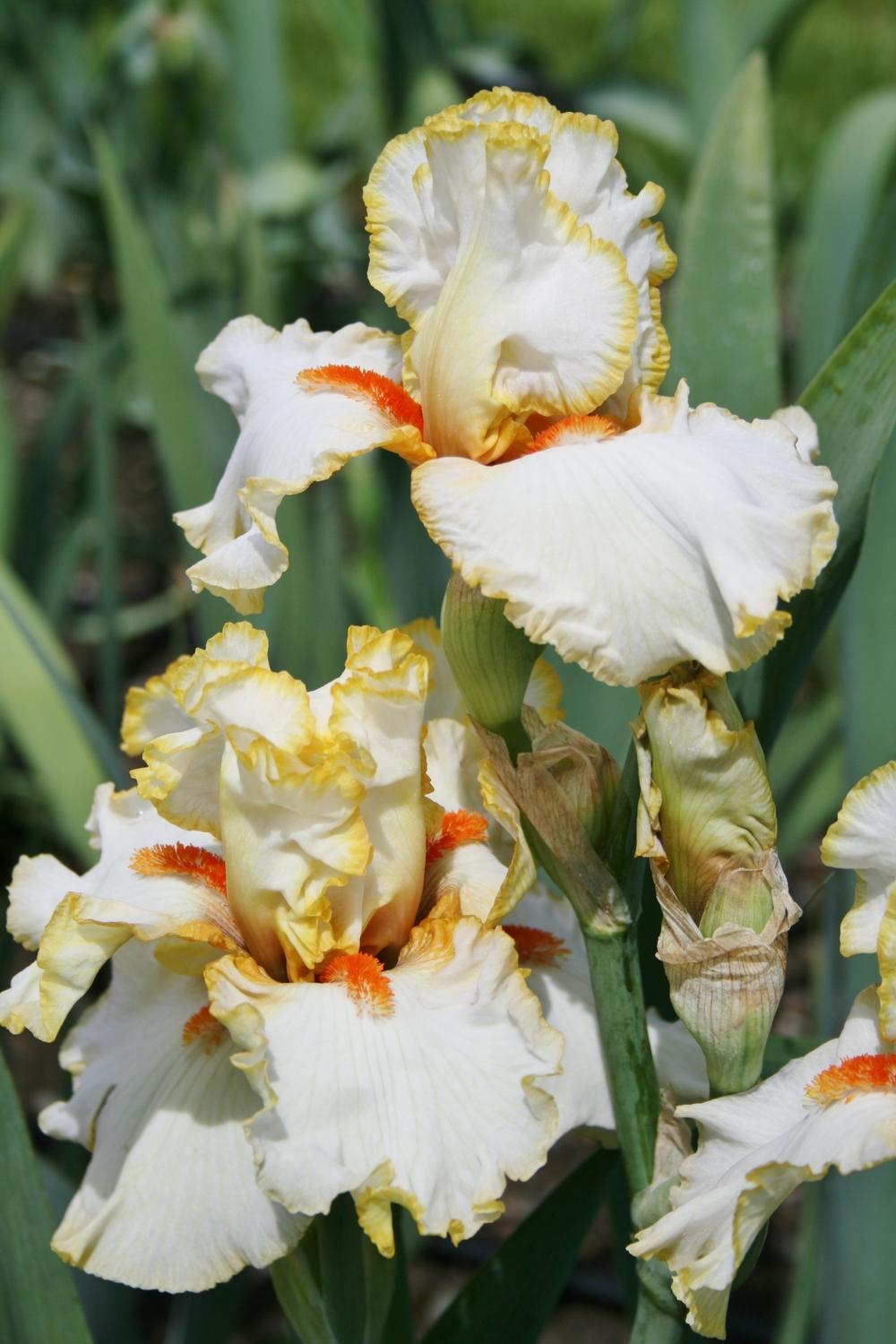Photo of Tall Bearded Iris (Iris 'Jealous Halo') uploaded by Calif_Sue