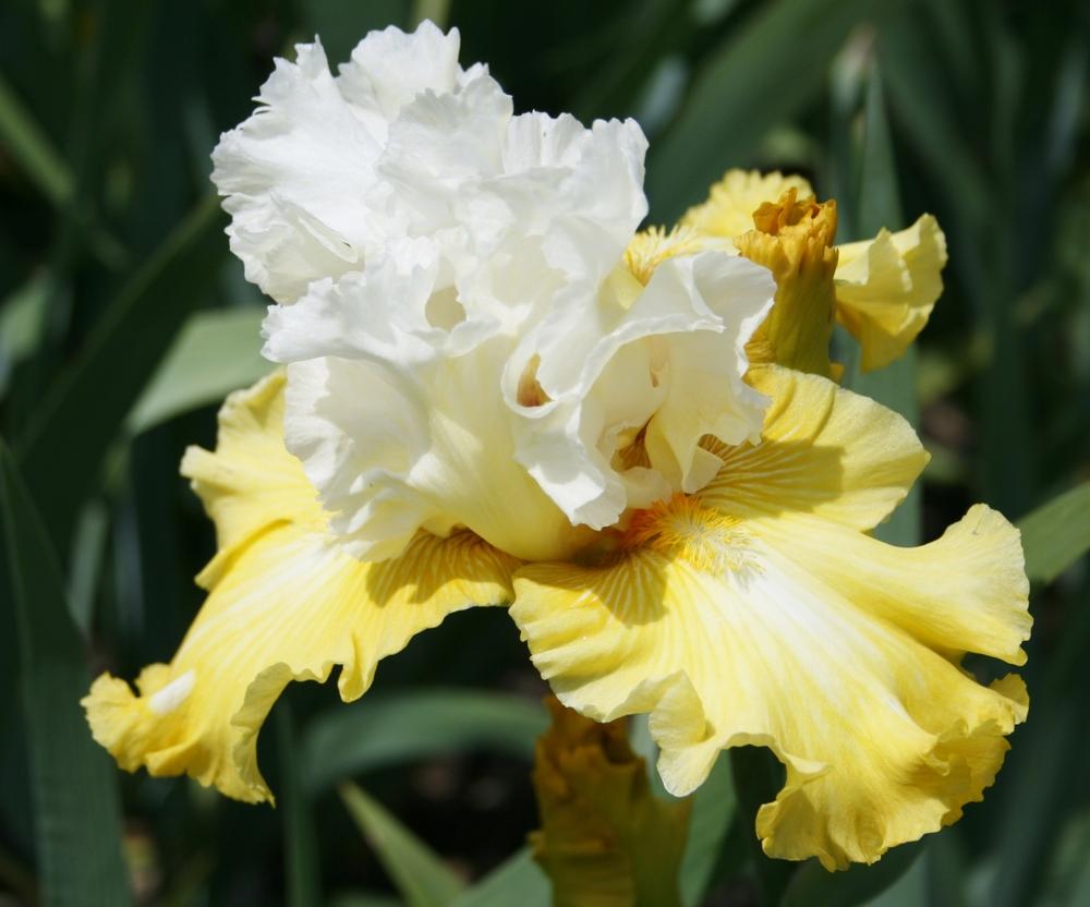 Photo of Tall Bearded Iris (Iris 'Alpine Harmony') uploaded by Calif_Sue