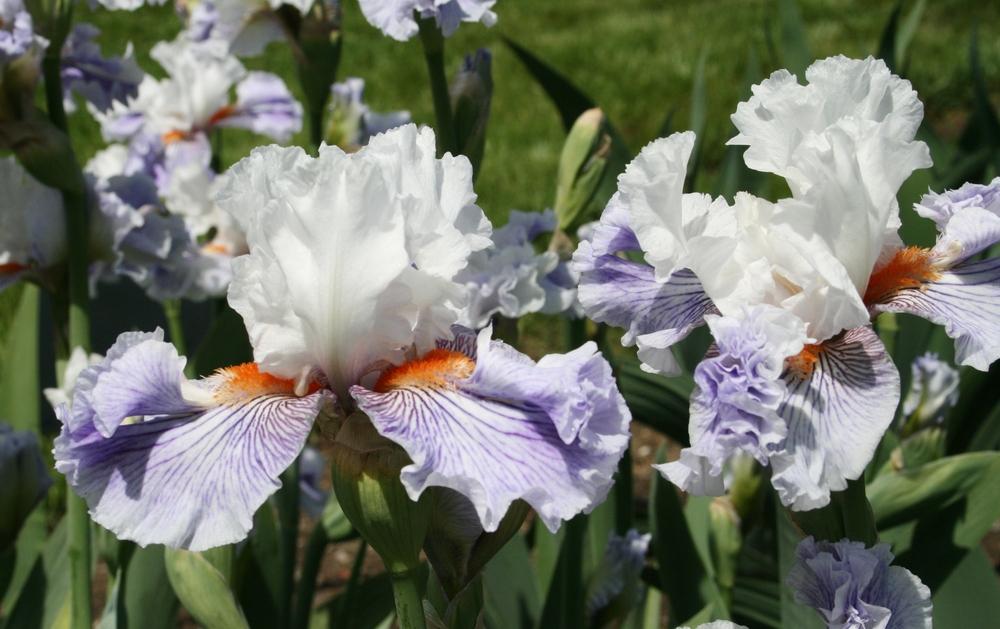 Photo of Tall Bearded Iris (Iris 'Maypearl') uploaded by Calif_Sue