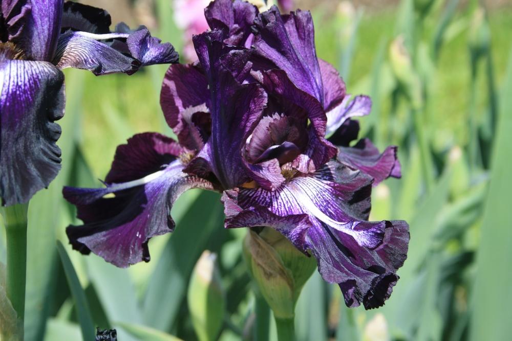 Photo of Tall Bearded Iris (Iris 'Inky Icon') uploaded by Calif_Sue