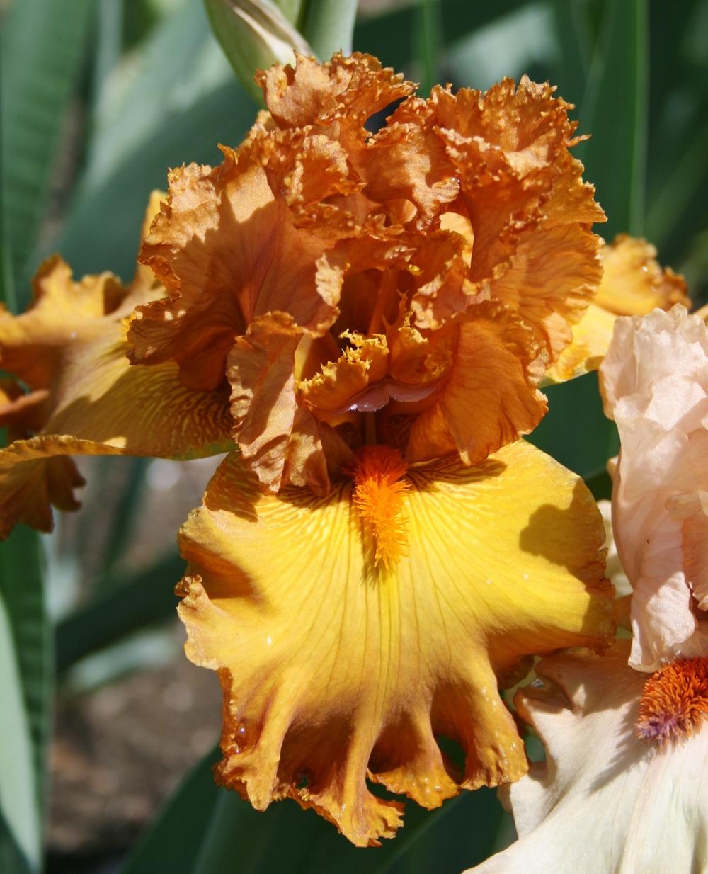 Photo of Tall Bearded Iris (Iris 'Coffee Song') uploaded by Calif_Sue
