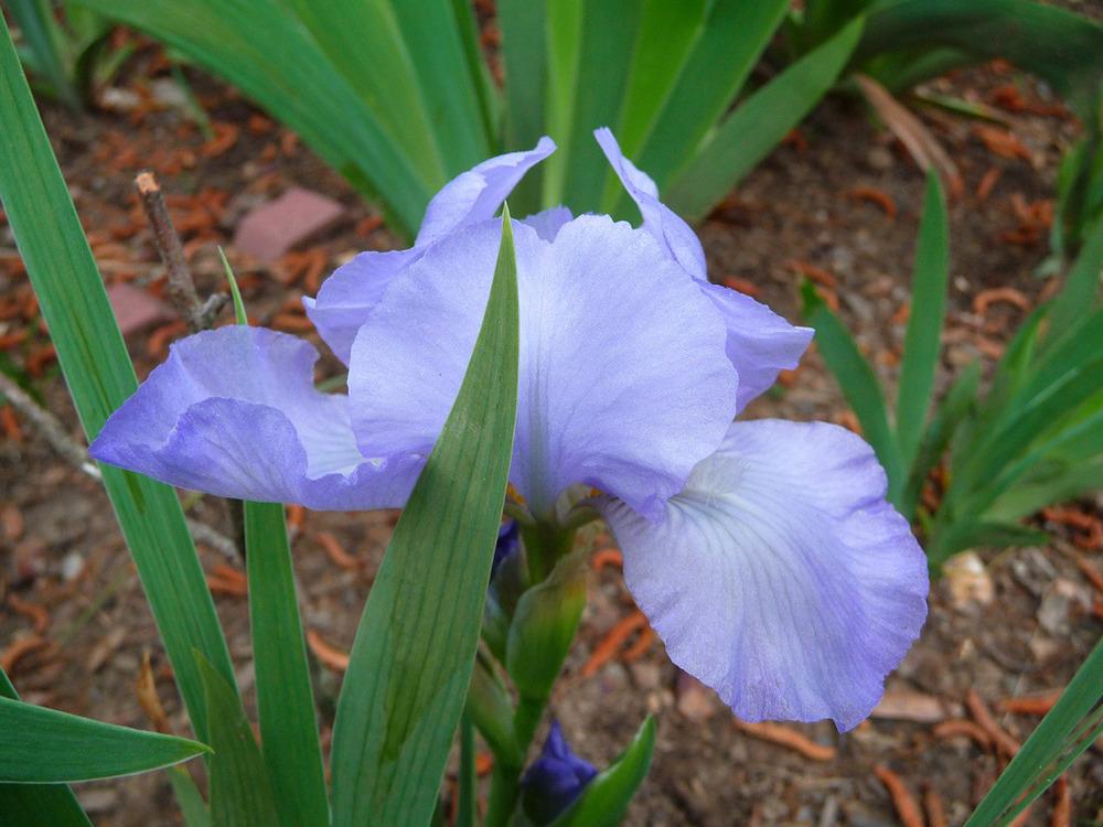Photo of Standard Dwarf Bearded Iris (Iris 'Raindance Returns') uploaded by Lestv