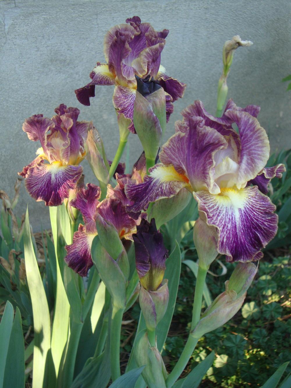 Photo of Border Bearded Iris (Iris 'Sheer Excitement') uploaded by Paul2032