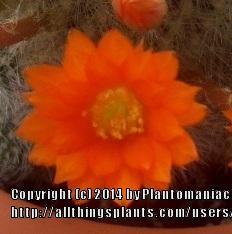 Photo of Flame Crown Cactus (Aylostera deminuta) uploaded by Plantomaniac08