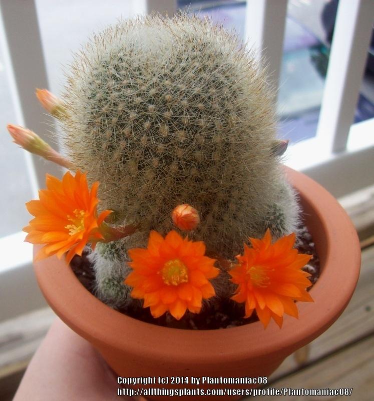Photo of Flame Crown Cactus (Aylostera deminuta) uploaded by Plantomaniac08