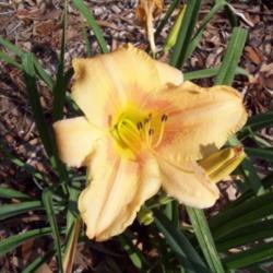 
Photo Courtesy of Johnson Daylily Gardens. Used with Permission.