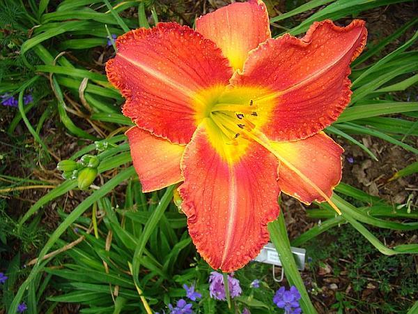 Photo of Daylily (Hemerocallis 'Airdrie') uploaded by chalyse