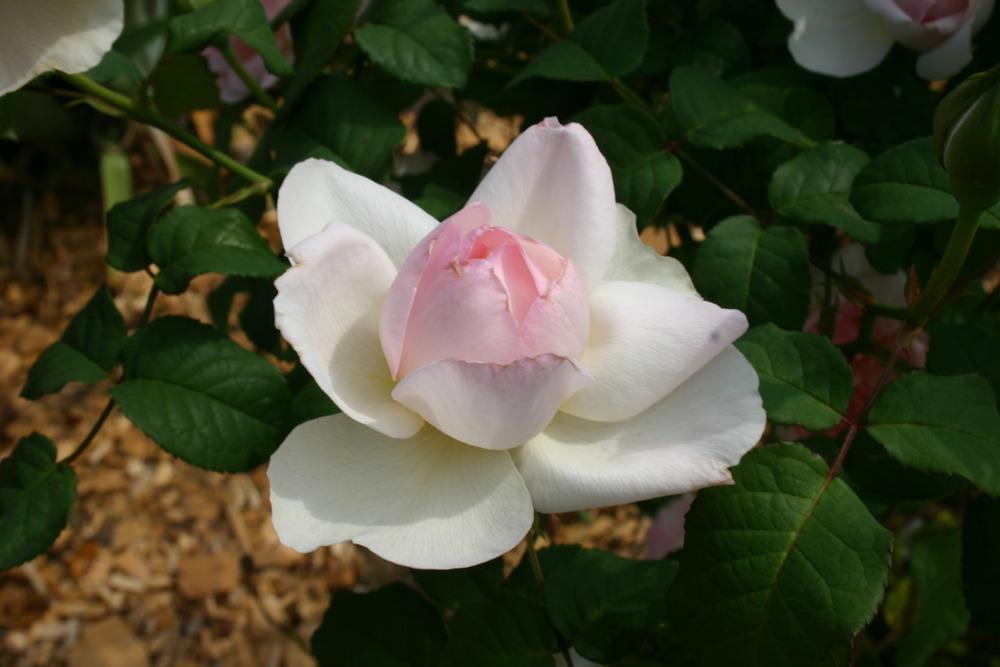 Photo of Rose (Rosa 'Sharifa Asma') uploaded by jon