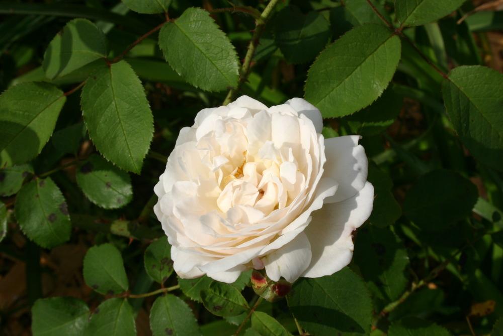 Photo of Rose (Rosa 'Winchester Cathedral') uploaded by jon