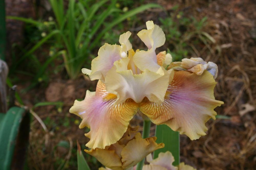 Photo of Tall Bearded Iris (Iris 'Polish Princess') uploaded by jon