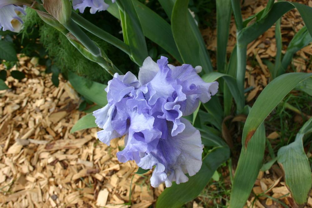 Photo of Tall Bearded Iris (Iris 'Raging Tide') uploaded by jon