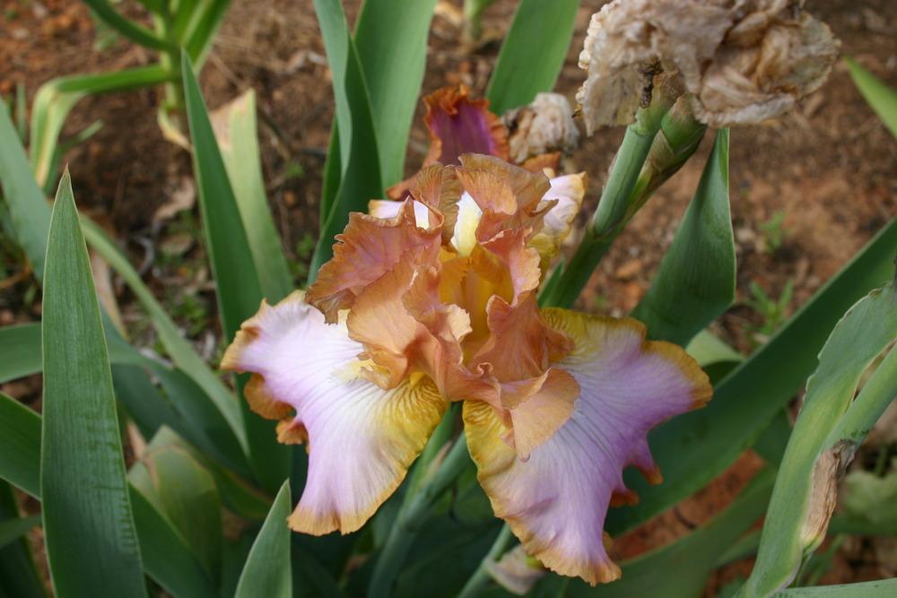 Photo of Tall Bearded Iris (Iris 'Afternoon Delight') uploaded by jon