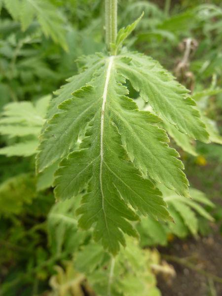 Photo of Tansy (Tanacetum macrophyllum) uploaded by robertduval14