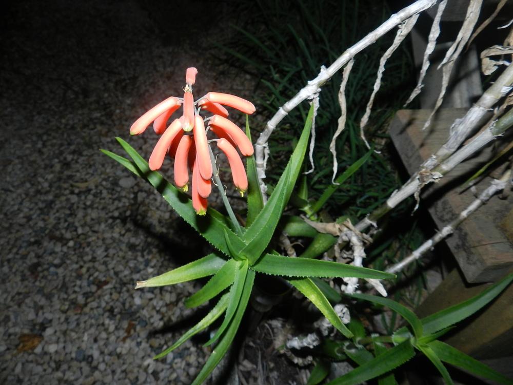 Photo of Climbing Aloe (Aloiampelos ciliaris) uploaded by Gleni
